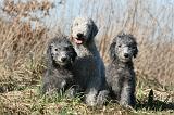 BEDLINGTON TERRIER 154